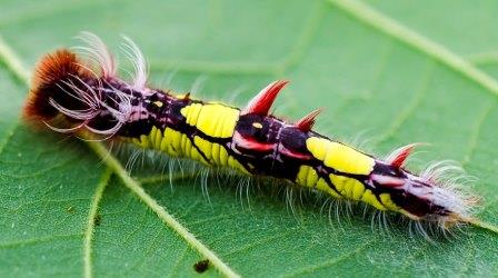 caterpillar-moth-butterfly-before-after-metamorphosis-19-1_klein